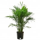 1 Live Plant - Costa Farms Cat Palm, Chamaedorea cataractarum -  in Grower Pot  #EPCD8