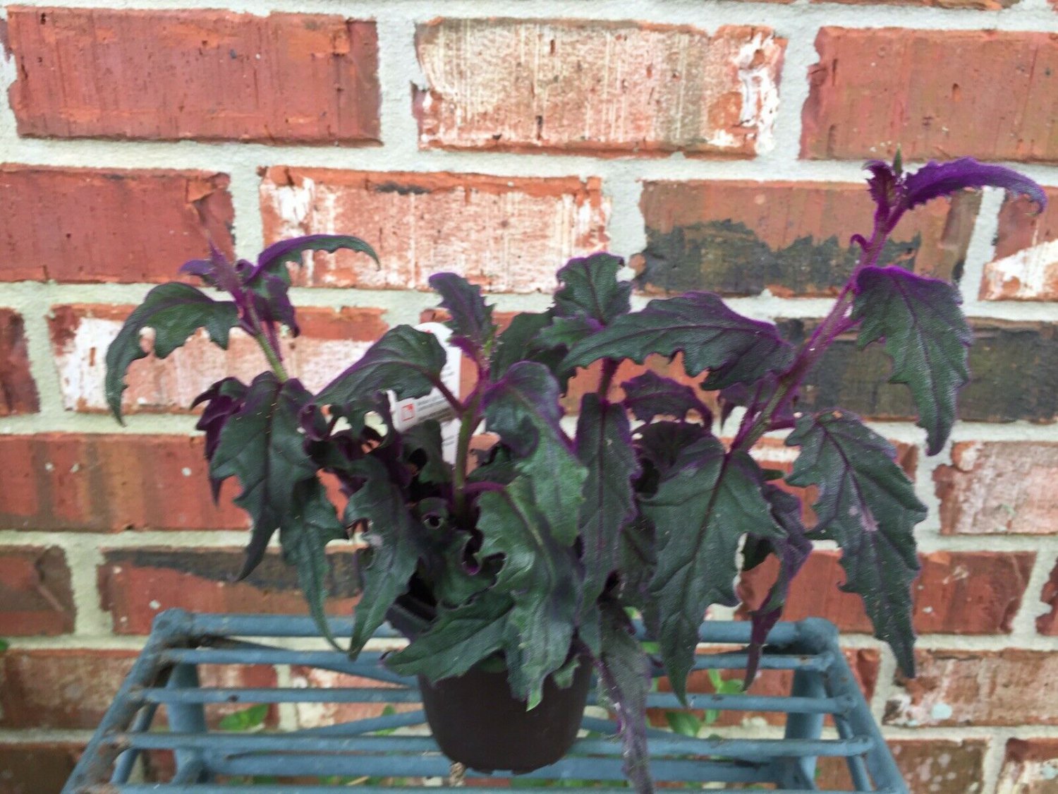 3 Inch Pot  - Purple Passion- Live  Plant  #DNMD9