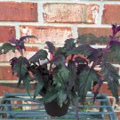 3 Inch Pot  - Purple Passion- Live  Plant  #DNMD9