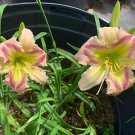 1 Live Plant - Daylily Heavenly Pink butterfly  #DNMD9