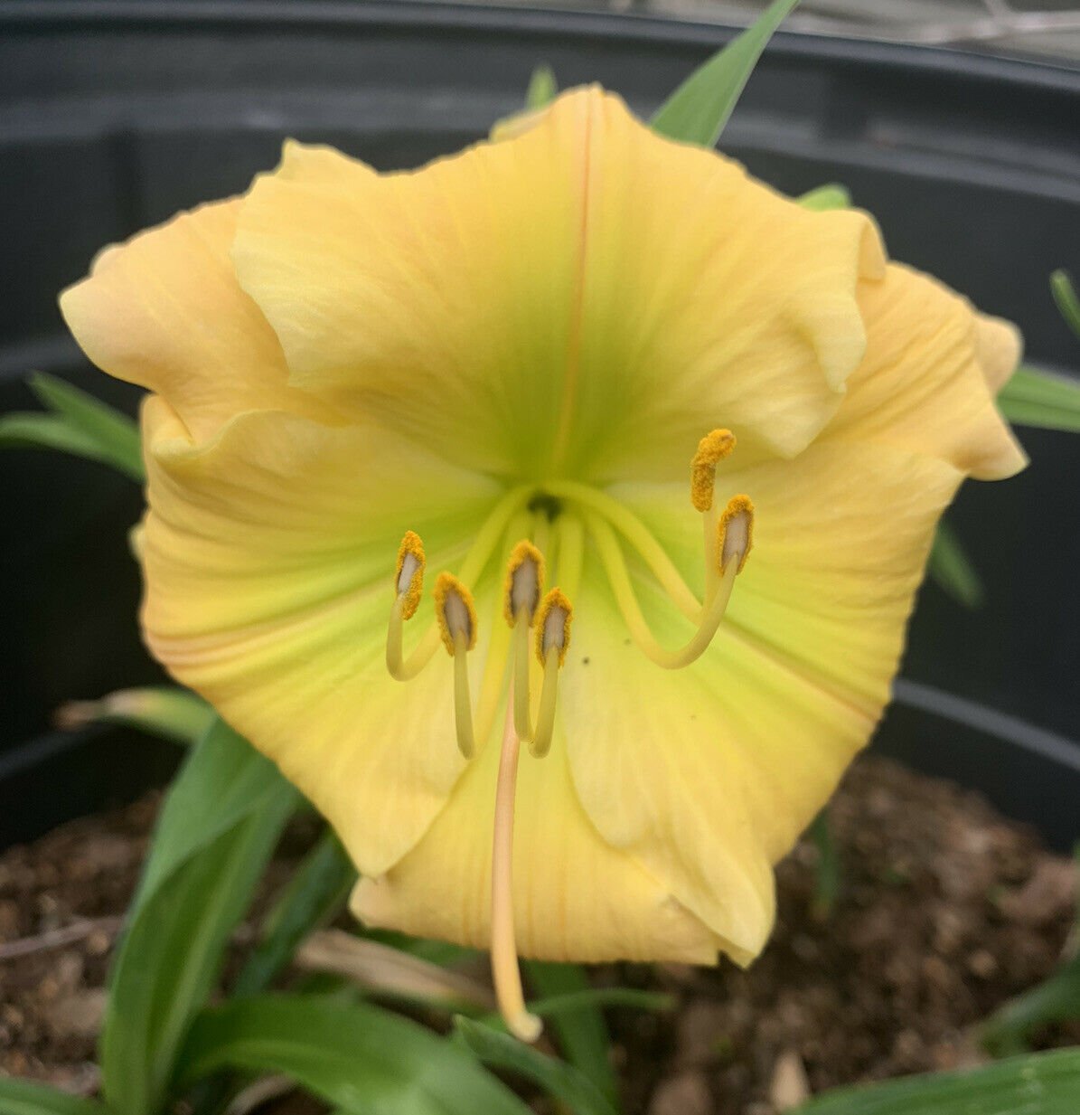 1 Daylily Tequila Lime -  Yellow Green Color - Shipped bare root  #DNMD9