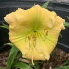 1 Daylily Tequila Lime -  Yellow Green Color - Shipped bare root  #DNMD9