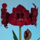 1 Bulb - Jumbo Amaryllis Mandela - Easy to Grow   #DNMD9