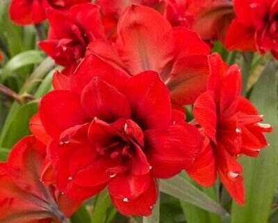 1 Bulb - Jumbo Amaryllis Double King - Easy to Grow   #DNMD9