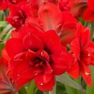 1 Bulb - Jumbo Amaryllis Double King - Easy to Grow   #DNMD9