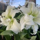 1 Bulb - Jumbo Amaryllis Ice Queen - Easy t Grow     #DNMD9