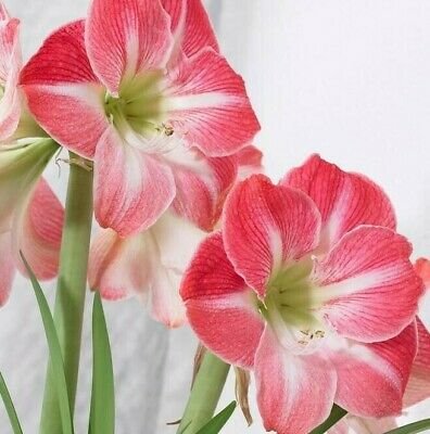 1 Bulbs - Jumbo Amaryllis Cherry Blossom - Easy to grow   #DNMD9