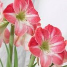 1 Bulbs - Jumbo Amaryllis Cherry Blossom - Easy to grow   #DNMD9