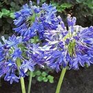 3 Bulbs Africanus Agapantus  lily - Purple Color  #DNMD9