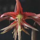1 Bulbs - Jumbo Amaryllis Tango - Easy to Grow   #DNMD9