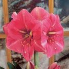 1 Bulbs - Jumbo Amaryllis Bolero - Easy to Grow  #DNMD9