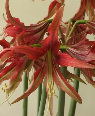 1 Large Bulbs Amaryllis Lapaz - Live Plant - Easy to Grow #DNMD9