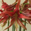 1 Large Bulbs Amaryllis Lapaz - Live Plant - Easy to Grow #DNMD9