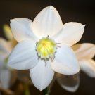 1 Eucharis X Grandiflora lily - Large Bulbs - Easy to Grow   #DNMD9