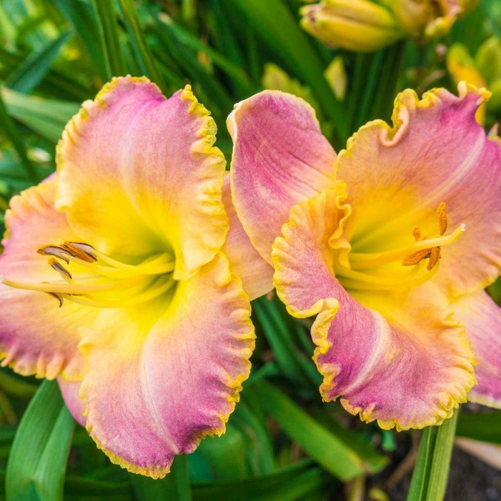 1 Bare root - Daylily Blushing Ruffles - Live Plant  #DNMD9