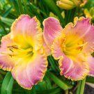 1 Bare root - Daylily Blushing Ruffles - Live Plant  #DNMD9