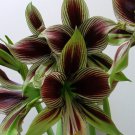 1 Large Bulbs - Amaryllis Papilio - EAsy to Grow   #DNMD9