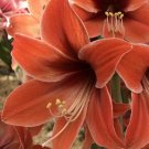 1 Large Bulbs -  Amaryllis Terra Mystica - Easy To Grow     #DNMD9