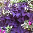 10 Bulbs - Oxalis Purple Shamrock - Fast Growing  #DNMD9