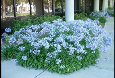2 Bulbs - Peter Pan - Dwarf Agapanthus Lily     #DNMD9