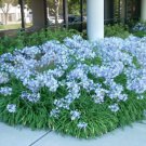 2 Bulbs - Peter Pan - Dwarf Agapanthus Lily     #DNMD9