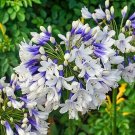 1 Bulb - Twister Agapanthus Lily of the Nile - Blue and White Flower Spheres #DNMD9