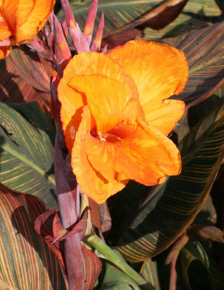 1 Dwarf Rainbow Leaf  - Tropicana Canna Rhizome   #DNMD9