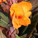 1 Dwarf Rainbow Leaf  - Tropicana Canna Rhizome   #DNMD9