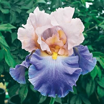 1 Tall Bearded Iris Mother Earth Reblooming - Large Rhizome     #DNMD9