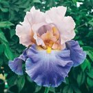 1 Tall Bearded Iris Mother Earth Reblooming - Large Rhizome     #DNMD9
