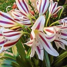 1 bulbs - Red And White Crinum Lily - Easy to Grow      #DNMD9