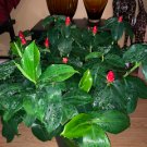 2 Large Rhizomes - Costus Woodsonii/Red Button Ginger  #DNMD9