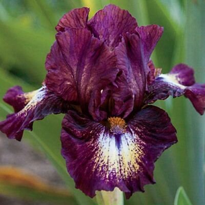 1Large Rhizome - Tall Bearded Iris Tennison ridge      #DNMD9