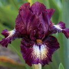 1Large Rhizome - Tall Bearded Iris Tennison ridge      #DNMD9