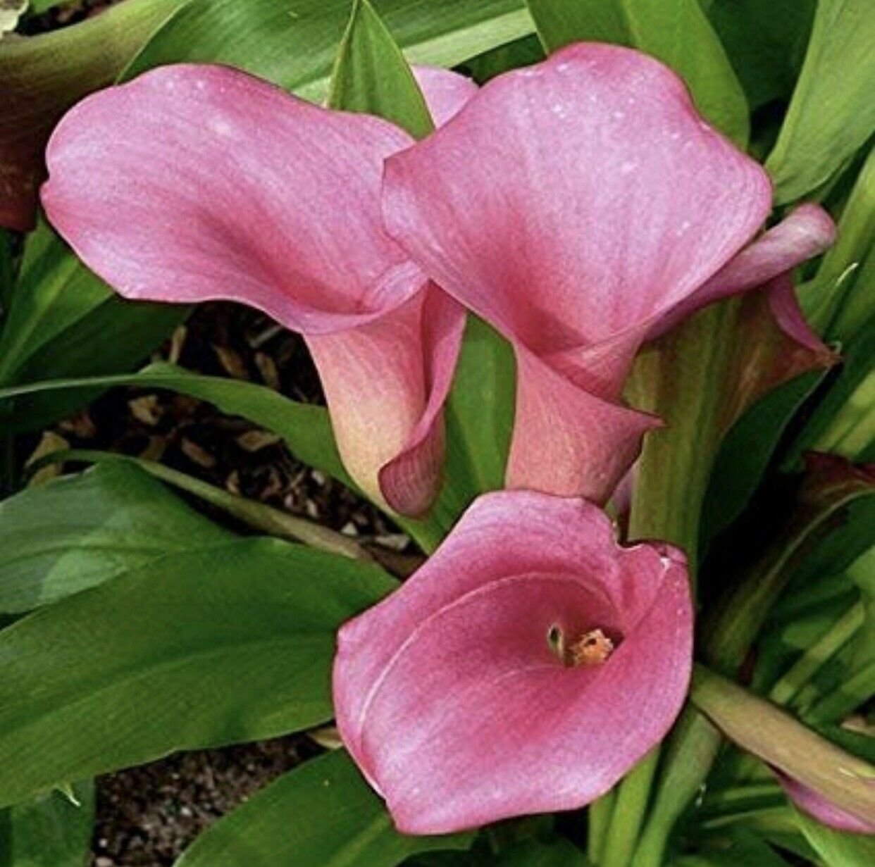 1 Bulbs - Rehmanni    Calla Lily - size 14cm     #DNMD9