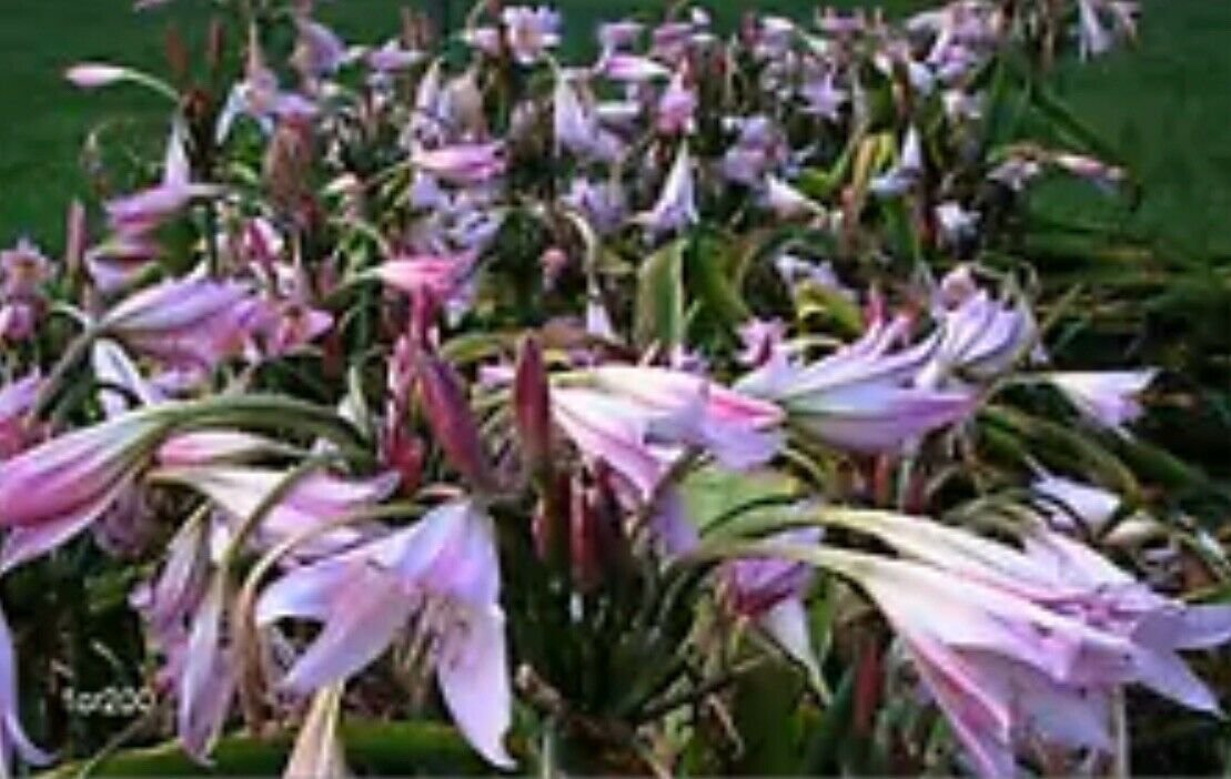 1 Bulb Crinum Lily -  size 22+ cm - Easy to Grow     #DNMD9