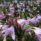 1 Bulb Crinum Lily -  size 22+ cm - Easy to Grow     #DNMD9