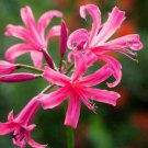 1 Bulb -  Rare Bowdenii Nerine  Autumn Pink - size 14+ cm   #DNMD9