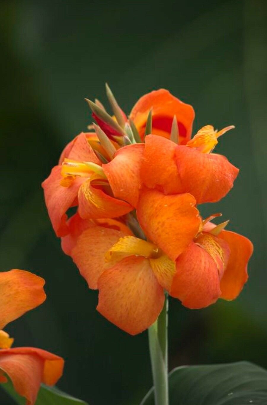 1 Canna Rhizome - Dwarf Green Leaf Cannova Orange Shades     #DNMD9