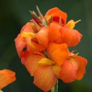 1 Canna Rhizome - Dwarf Green Leaf Cannova Orange Shades     #DNMD9