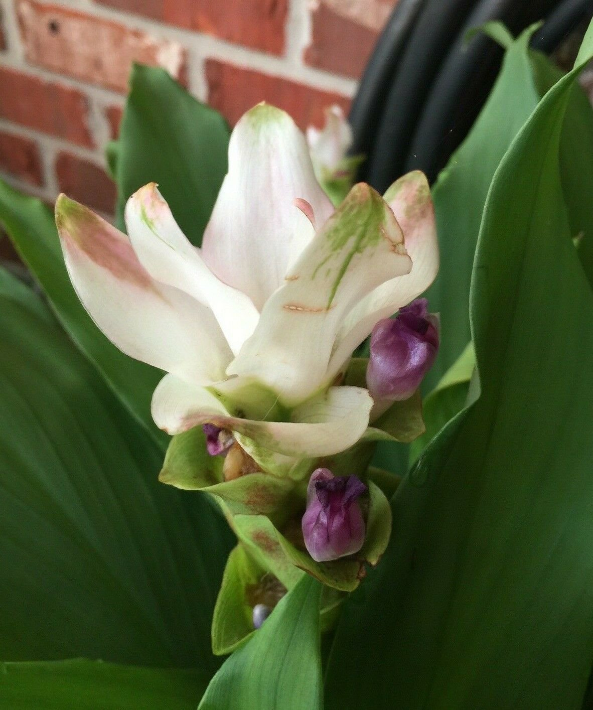 1 Fresh Bulb White Curcuma Cosma Curcumin easy to grow DNMD9