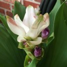 1 Fresh Bulb - White Curcuma Cosma Curcumin - easy to grow  #DNMD9