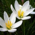 3 Rain Lily Bulbs - Zephyranthes Candida White  #DNMD9