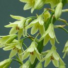 2 Perennial Bulbs - Galtonia Viridifloria summer hyacinth   #DNMD9