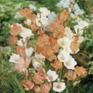10 Tritonia Crocata Bulb -  Mix Flower Color Perennial Summer Blooming #DNMD9