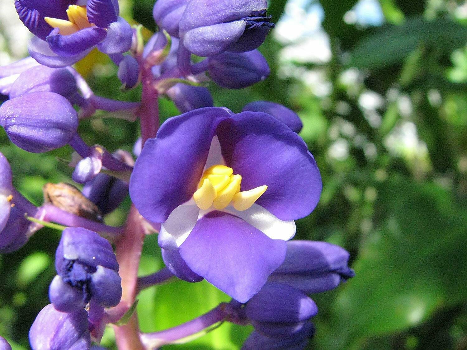 1 Root - Hawaiian Blue  polu Dichorisandra Thyrsiflora Ginger - Live plant  #DCHG10