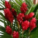 2 Roots - Hawaiian Red Ginger Alpinia Purpurata Starter   #DCHG10