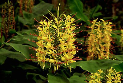 1 root - hawaiian kahili yellow ginger hedychium gardenerianum  #DCHG10