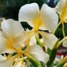 1 Root - Hawaiian White Ginger Hedychium coronarium - Starter Plant  #DCHG10