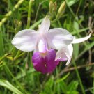 2 Root - Hawaiian Bamboo Orchid -  Starter Roots  #DCHG10